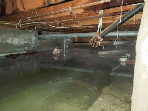 Best Professional water damage repair  in Toronto, OH